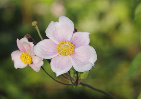 Chinese anemone (Anemone hupehensis), North Rhine-Westphalia, Germany, Europe
