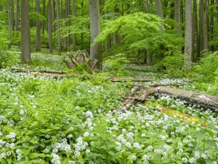 Ramson (Allium ursinum) in the beech forest, Hainich National Park, Bad Langensalza, Thuringia,