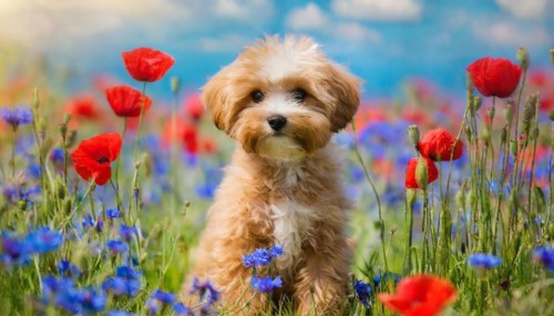 KI generated, animal, animals, mammal, mammals, Maltipoo (Canis lupus familiaris), dog, dogs,