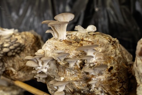 San Pablo Huitzo, Oaxaca, Mexico, Porfirio and Gabriela Morales grow oyster mushrooms in rural