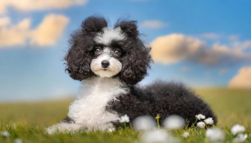 AI generated, animals, mammals, dog, domestic dogs (Canis lupus familiaris), black and white