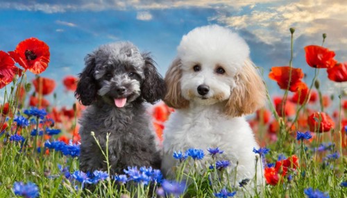 AI generated, animals, mammals, dog, domestic dogs (Canis lupus familiaris), two animals, white,