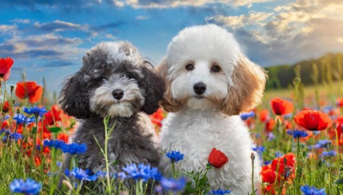AI generated, animals, mammals, dog, domestic dogs (Canis lupus familiaris), two animals, white,