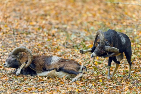 Defeated European mouflon (Ovis aries musimon) lying down after fight by two rams bashing heads and