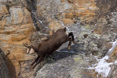 Alpine chamois (Rupicapra rupicapra) fleeing male in dark winter coat descending steep snowy rock
