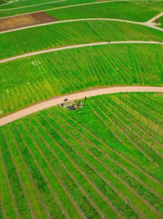 Aerial view of a winding country road meandering through green agricultural fields, Jesus Grace