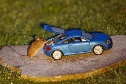 Wood mouse standing next to blue Audi TT model car with open boot and food on stone slab in green