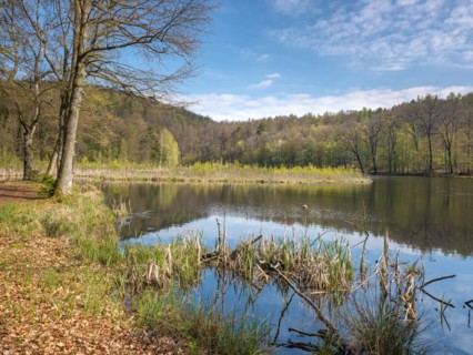 Lake Albertsee in the morning light, swampy sinkhole lake with floating islands in Frauenseer