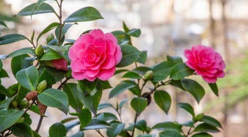 Camellia in bloom in spring, Merano, Val Passiria, Val d'Adige, Burggrafenamt, Alps, South Tyrol,