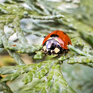 Extreme close-up of lucky charm Symbol of good luck Spring messenger seven-spott ladybird