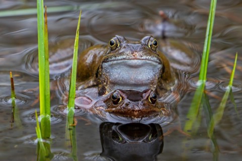 European common frog pair, brown frogs, grass frog (Rana temporaria) male and female in amplexus in