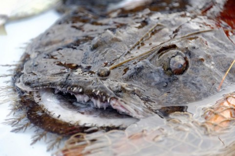 Fish sale at the harbour, Marseille, scorpionfish (Scorpaena canariensis) Macro shot of a spiny sea