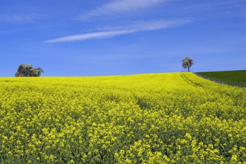 Rape field with pear trees, Mostviertel, blue sky, Lower Austria, Austria, Europe