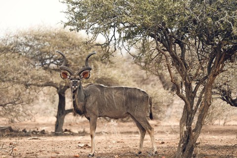 Male kudu, Limpopo, South Africa, Africa