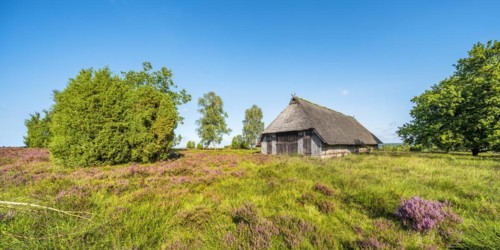 Typical heath landscape with old sheepfold, juniper and flowering heather, Lueneburg Heath, Lower