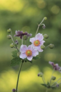 Chinese anemone (Anemone hupehensis), North Rhine-Westphalia, Germany, Europe