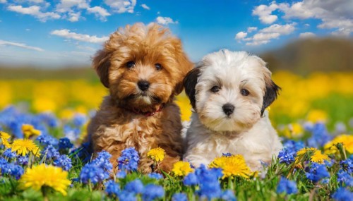 KI generated, animal, animals, mammal, mammals, Maltipoo (Canis lupus familiaris), dog, dogs,