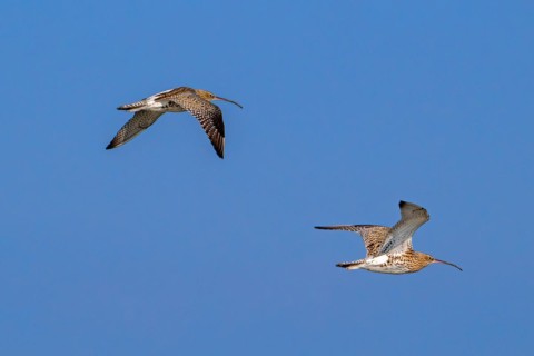 Two migrating Eurasian curlews, common curlews (Numenius Arquata, Scolopax arquata) in flight