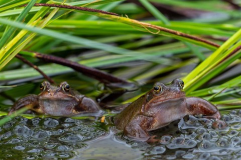 Two European common frogs, brown frogs, grass frog (Rana temporaria) on eggs, frogspawn in pond