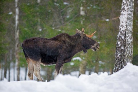 Moose, elk (Alces alces) young bull with small antlers foraging in coniferous forest in the snow in