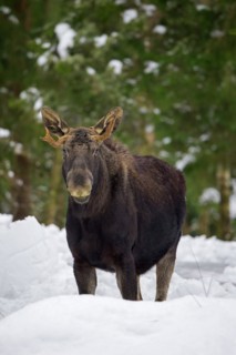 Moose, elk (Alces alces) young bull with small antlers foraging in coniferous forest in the snow in