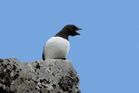 Little auk, dovekie (Alle alle) calling from rock along the Arctic Ocean, Svalbard, Spitsbergen,