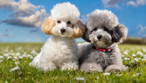 AI generated, animals, mammals, dog, domestic dogs (Canis lupus familiaris), two animals, white,