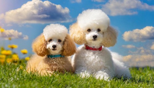 KI generated, animals, mammals, dog, domestic dogs (Canis lupus familiaris), two animals, white,