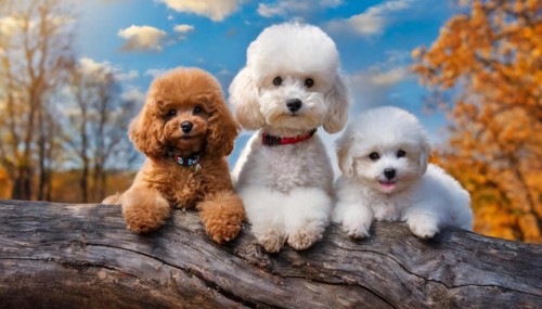 AI generated, animals, mammals, dog, domestic dogs (Canis lupus familiaris), three animals, puppies