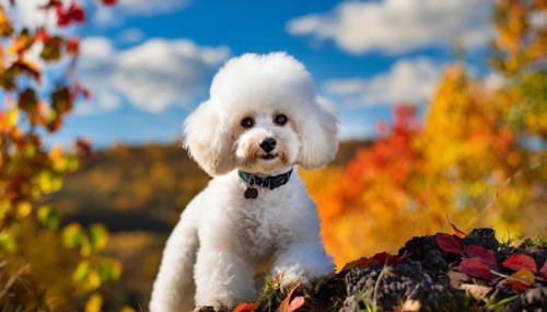 KI generated, animals, mammals, dog, domestic dogs (Canis lupus familiaris), white, white, autumn,