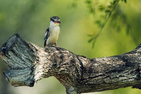 Striped fleece, South Africa, Limpopo, Africa
