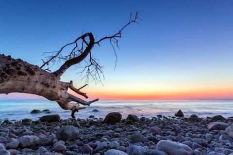 Dead tree on beach at Brodtener Ufer, Brodten Steilufer, cliff in the Bay of Luebeck along the
