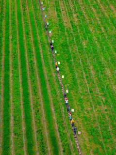 People walking on a path between green agricultural fields near a forest, Jesus Grace Chruch,