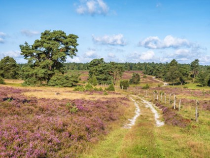 Typical heath landscape with hiking trail and flowering heather, Lueneburg Heath, Lower Saxony,
