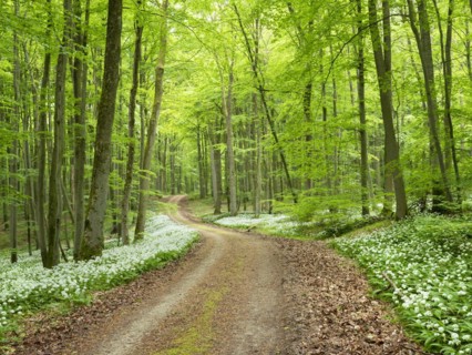 Hiking trail through the ramson (Allium ursinum) in the beech forest, Hainich National Park, Bad