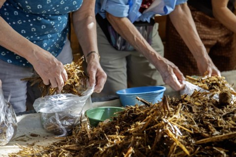 San Pablo Huitzo, Oaxaca, Mexico, Porfirio and Gabriela Morales grow oyster mushrooms in rural