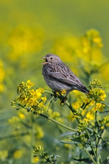 Corn bunting (Emberiza calandra) singing in yellow rape field, rapefield flowering in spring