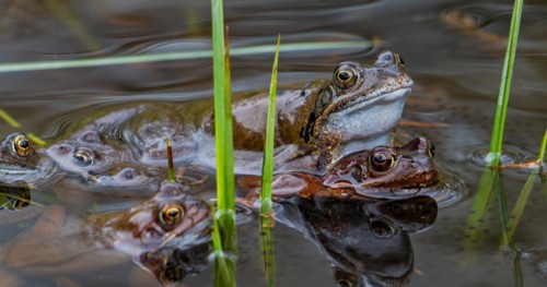 European common frogs, brown frog and grass frog pair (Rana temporaria) in amplexus gathering in