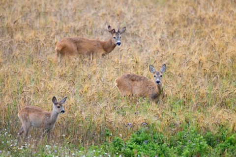 European roe deer (Capreolus capreolus) doe, fawn and buck with deformed antler during the rut in