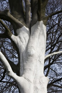 Tree with white colour as protection against extreme temperature fluctuations caused by solar