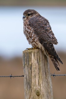 Eurasian merlin (Falco columbarius aesalon) female perched on wooden fence post along wetland in