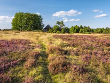 Typical heath landscape with old sheepfold, hiking trail, juniper and flowering heather, Lueneburg