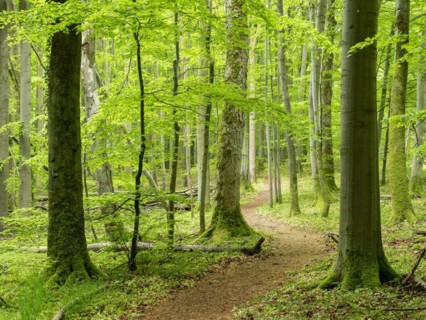 Hiking trail through beech forest, Hainich National Park, Bad Langensalza, Thuringia, Germany,