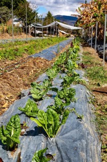 San Pablo Huitzo, Oaxaca, Mexico, Farmers are part of a cooperative that uses agroecological