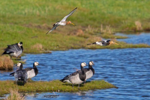 Two black-tailed godwits (Limosa limosa) in breeding plumage landing over flock of barnacle geese