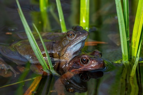 European common frog pair, brown frogs, grass frog (Rana temporaria) male and female in amplexus in