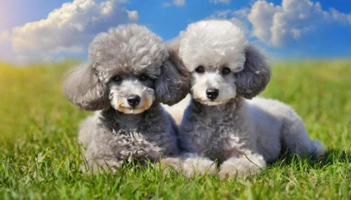 KI generated, animals, mammals, dog, domestic dogs (Canis lupus familiaris), two animals,