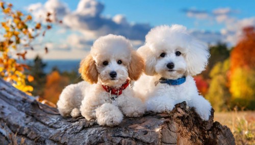 AI generated, animals, mammals, dog, domestic dogs (Canis lupus familiaris), two animals, white,