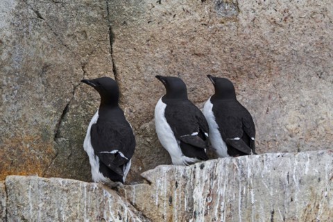 Three thick-billed murres, Bruennich's guillemots (Uria lomvia) on rock ledge in sea cliff at