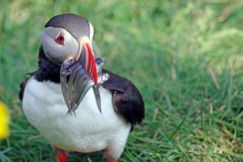 Puffin with sand eels in its beak, Borgafjoerdur Eystri, Iceland, Europe